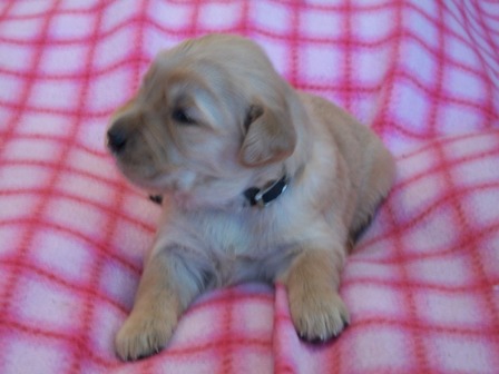 Picture of Black Bling 2